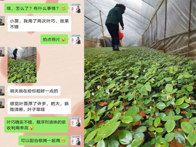 广西百色山豆根种植户黄经理——稼乐夫水溶肥客户案例