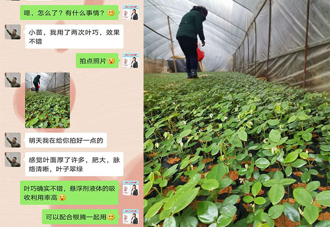 广西百色山豆根种植户黄经理