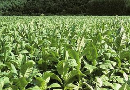 烤烟重茬种植根部腐烂怎么防治？