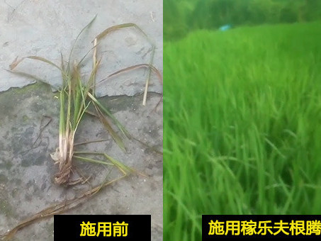 水稻上使用稼乐夫肥料前后效果,稼乐夫肥料厂家