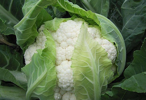 花菜使用稼乐夫水溶肥长势好
