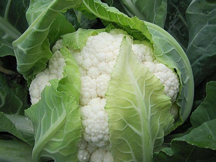 花椰菜需肥规律，花椰菜如何施肥产量高