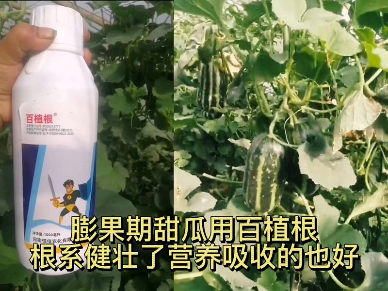 汪经理甜瓜上使用稼乐夫吲丁诱抗素