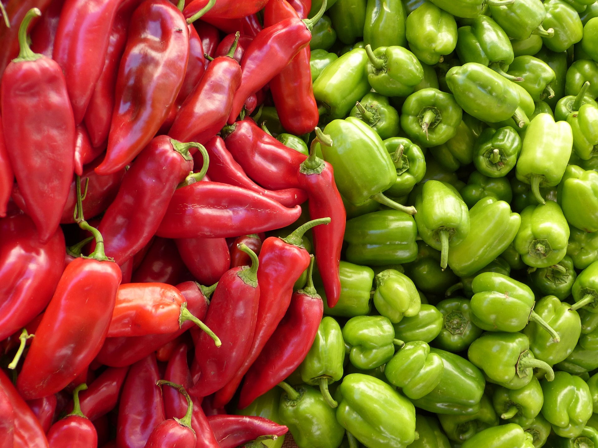 辣椒的种植技术，辣椒怎么施肥可以提高收成？