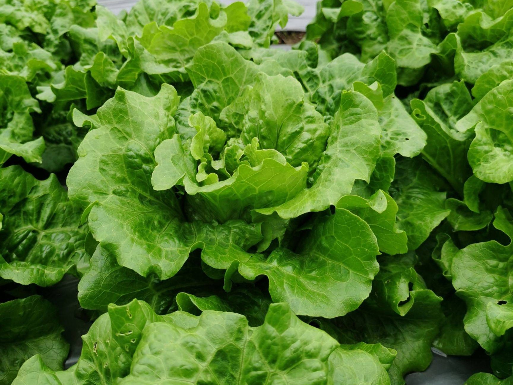 冬季棚室蔬菜施肥有讲究！