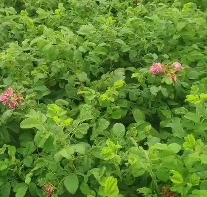 花卉使用稼乐夫水溶肥长势好