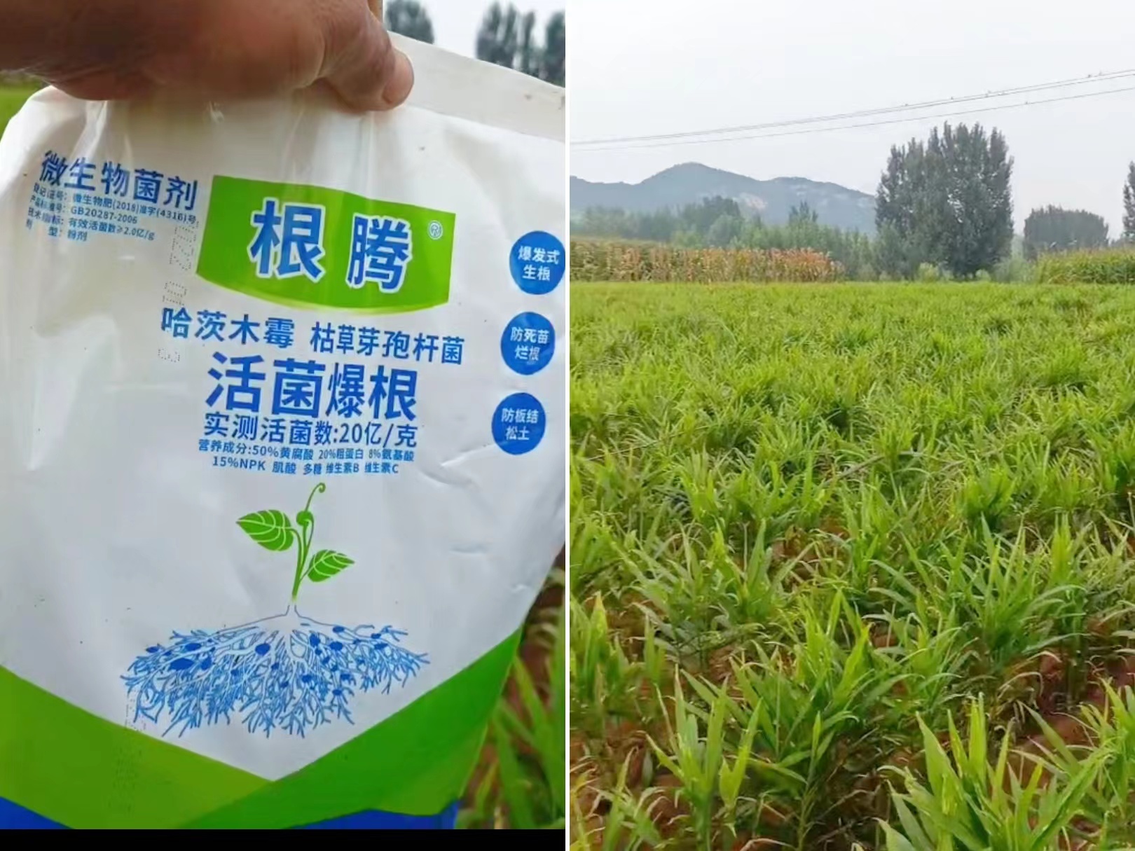 大姜种植高产技术