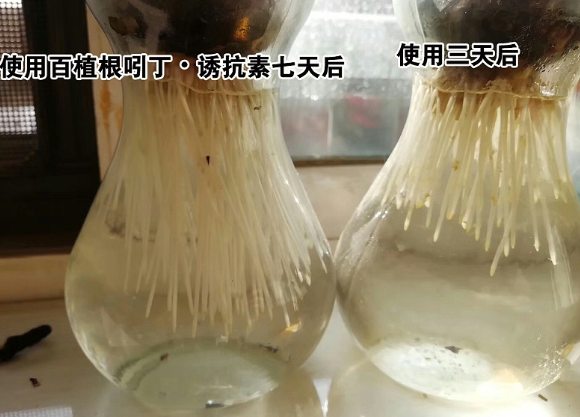 核桃生根难怎样施肥长得好？