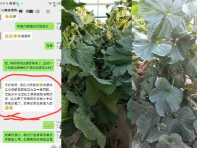 云南通海哈密瓜种植户赵姐-稼乐夫水溶肥客户案例