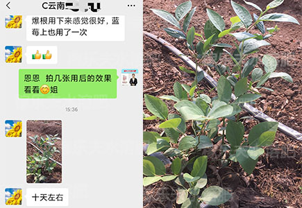 蓝莓用什么肥料长势好?