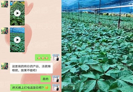 人参生物菌肥哪家好?