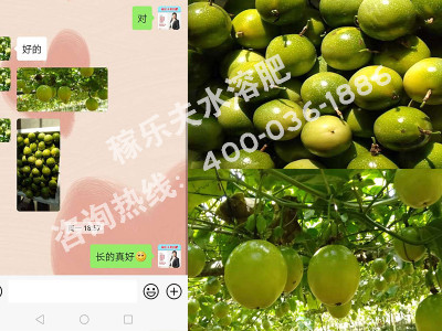 百香果上用高钾肥怎样长势好?