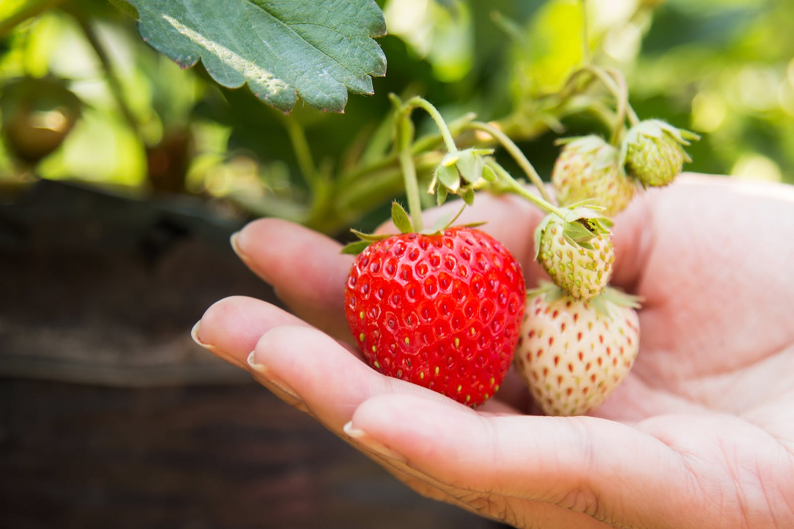 提高草莓品质的方法，草莓长势不好怎么办？