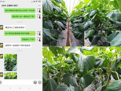 山东莱阳黄瓜种植户王经理——稼乐夫水溶肥客户案例