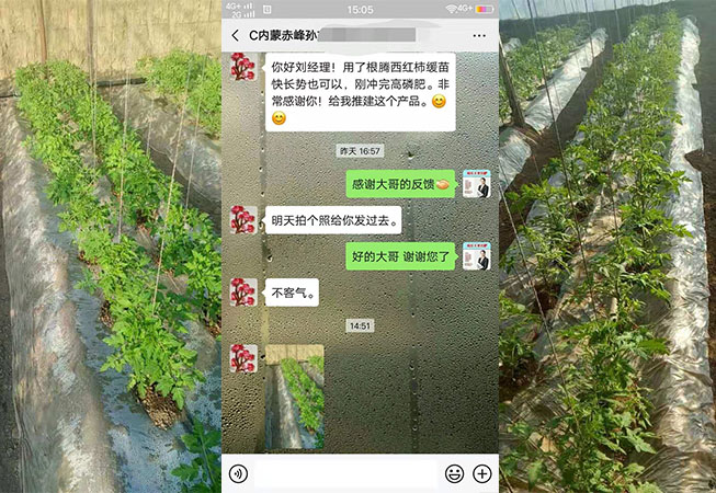 内蒙赤峰番茄种植户孙经理