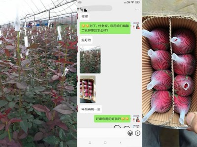 云南玉溪花卉种植户付经理——稼乐夫水溶肥客户案例