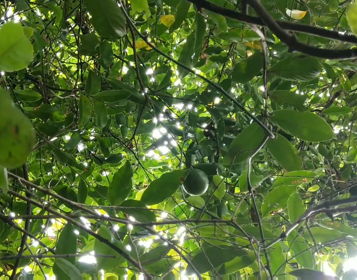 罗汉果怎么种植能高产？