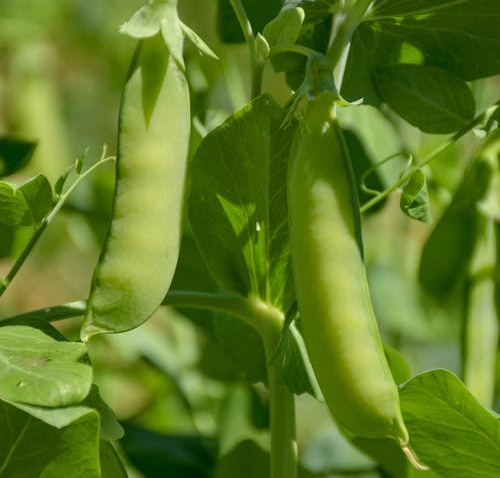 扁豆怎么施肥生根快长得好？扁豆用什么肥料生根好？