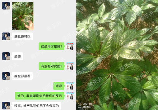 三七苗用什么肥料灌根长势好?