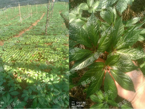 三七上施用稼乐夫微生物菌剂根腾活菌爆根肥后叶片浓绿长势好