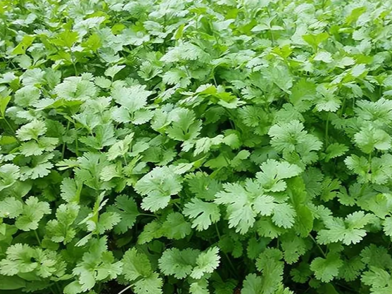 香菜种植技术，香菜的种植管理