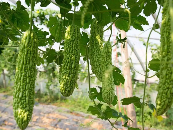 栽培苦瓜高产三措施，苦瓜种植技术