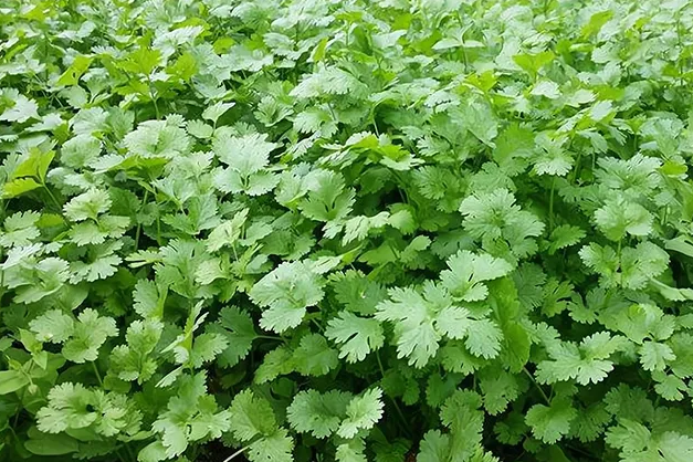 香菜使用稼乐夫水溶肥长势好