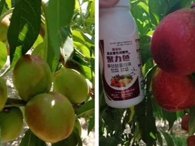 油桃促进转色增甜使用什么厂家的肥料效果好?