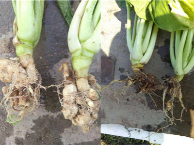 蔬菜上用什么微生物菌剂能够防治根结线虫?