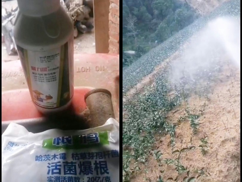 江大哥巴戟天上使用稼乐夫肥料