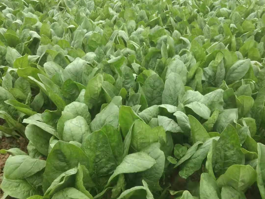 夏季菠菜的高产种植技术