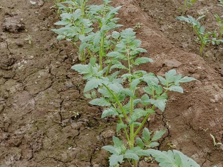阴雨天后，作​物使用什么水溶肥？