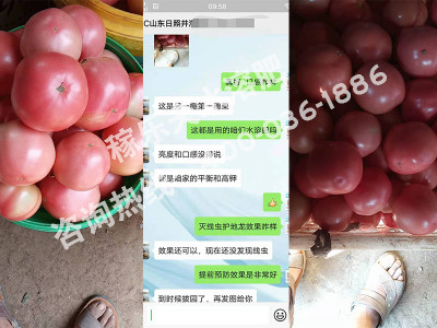 番茄补充营养用什么叶面肥好?