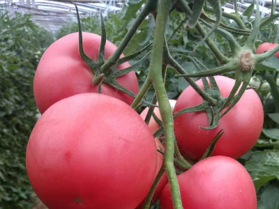 怎样做能够促进番茄自然转色、增甜增收?