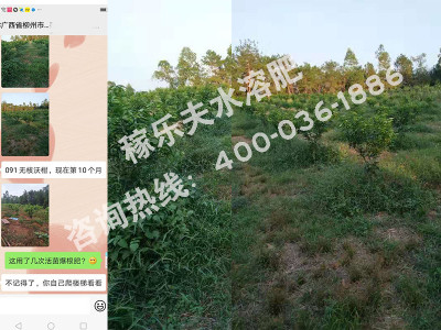 广西柳州柑橘种植户黄经理——稼乐夫水溶肥客户案例