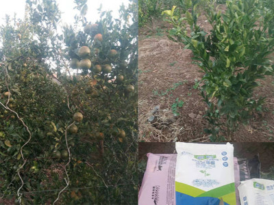 柑橘上用什么品牌的微生物肥料长势能变好？