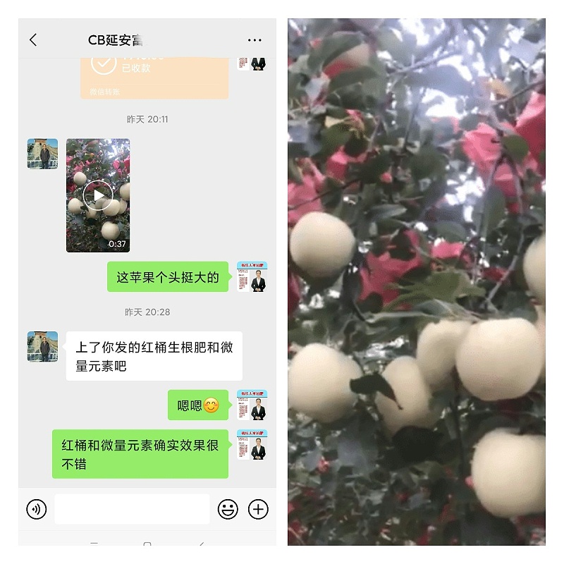 苹果使用稼乐夫水溶肥长势好