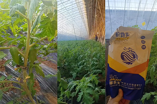 番茄线虫病害防治用什么肥料好,稼乐夫微生物菌剂