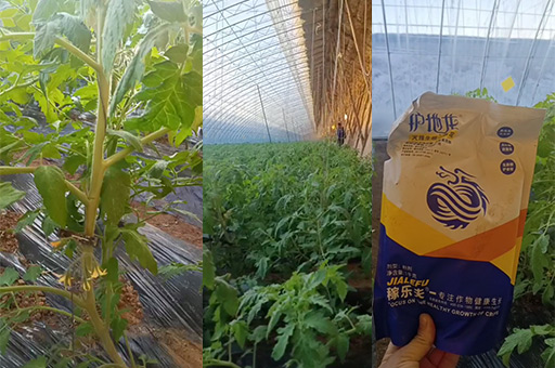 快看！番茄根结线虫防治用什么药好？