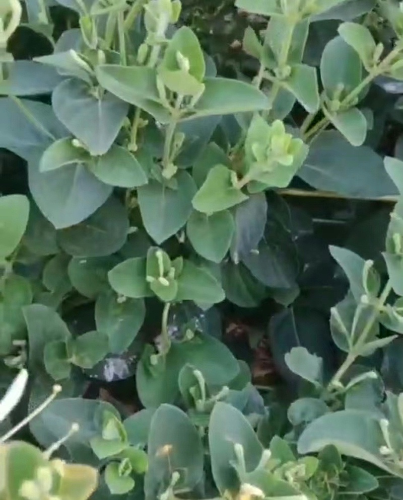 金银花种植技术与栽培管理,听听路经理怎么说