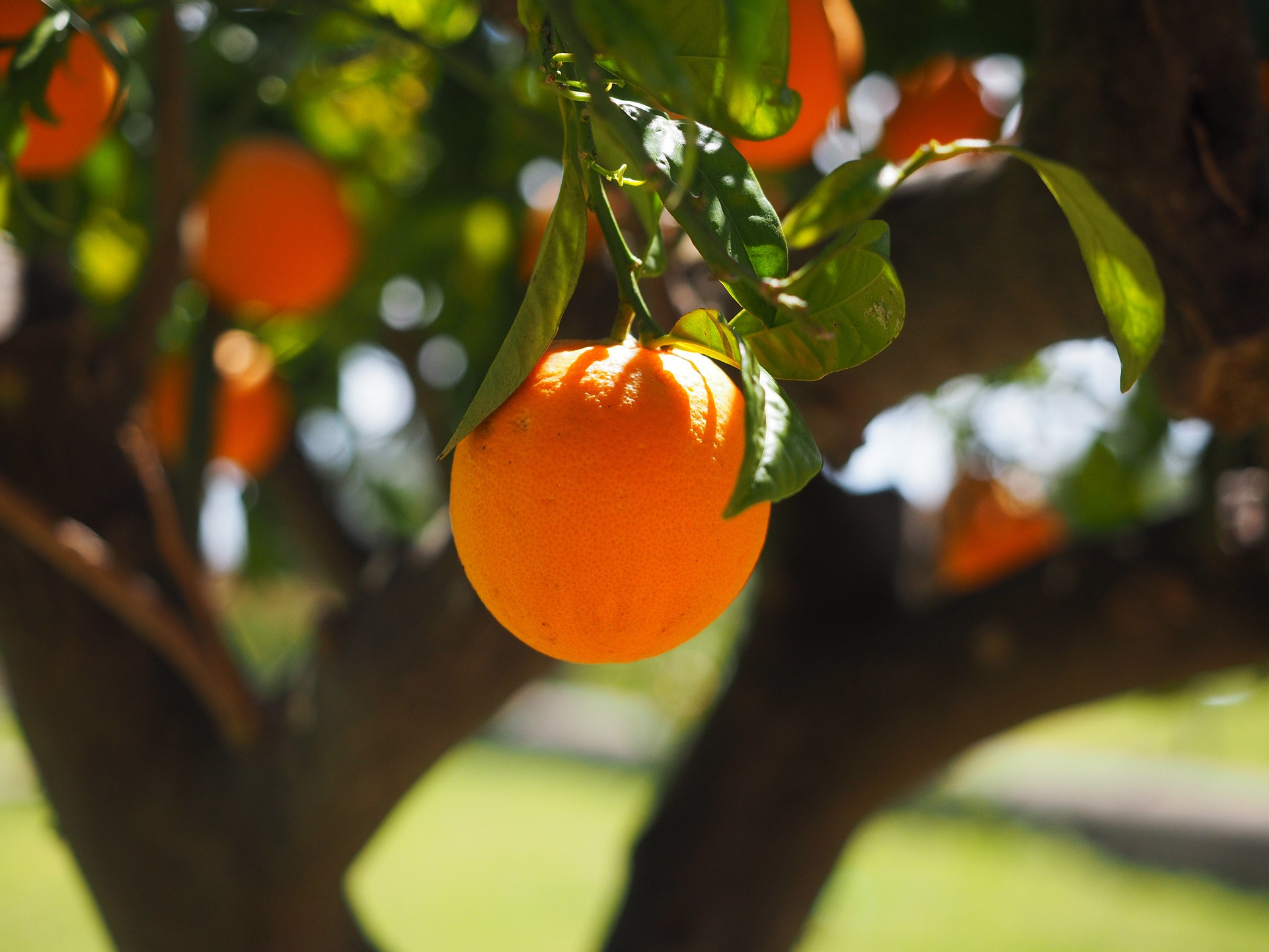 柑橘种植技术，影响柑橘转色的因素