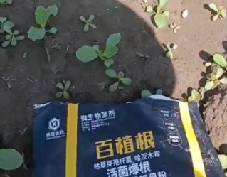 青菜使用稼乐夫水溶肥长势好
