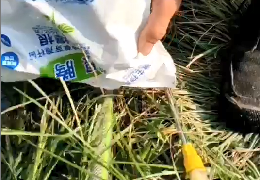 辣椒使用稼乐夫水溶肥长势好