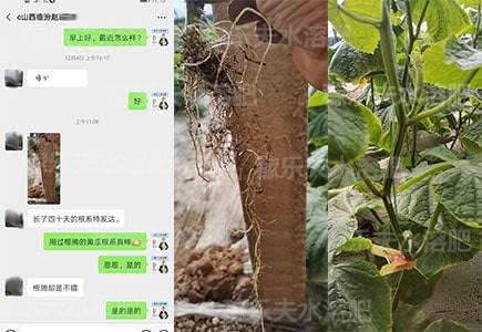 大棚黄瓜生根用什么肥料好?推荐稼乐夫微生物菌剂!