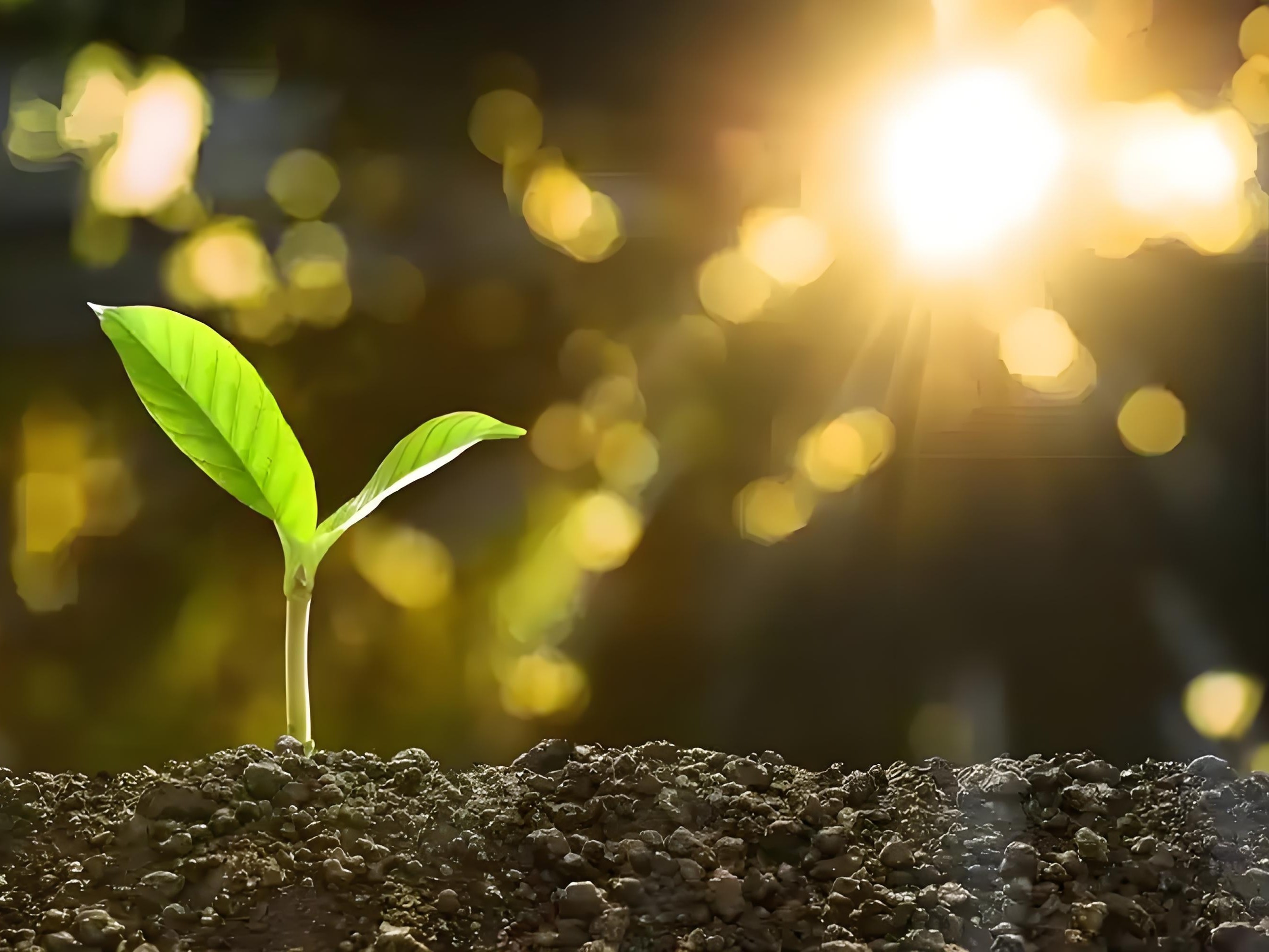 有机肥怎么用？一篇讲清核心要点