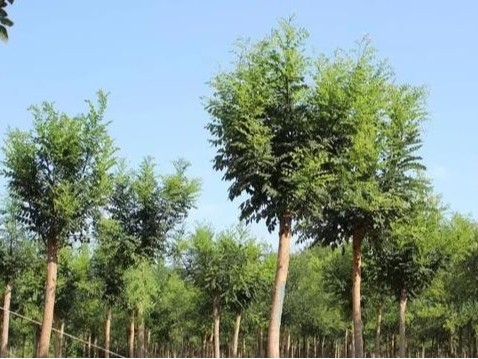 冬季苗木防寒关键措施