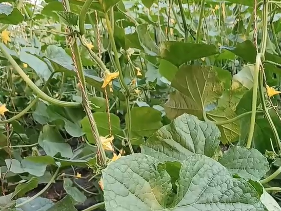 种植黄瓜如何防​止产生黄瓜弹簧根？