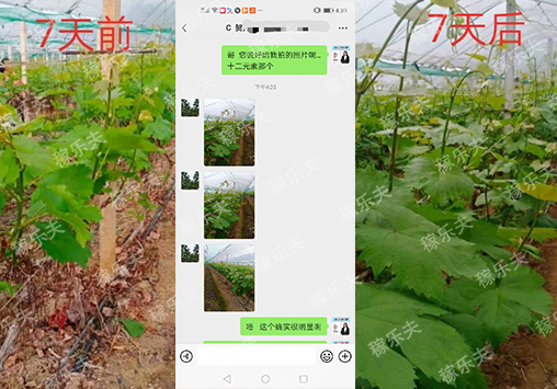 葡萄怎么用肥长势旺?