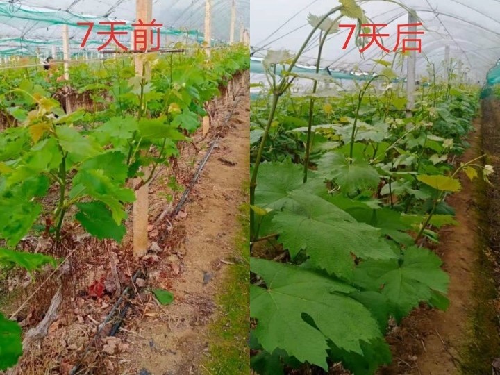 葡萄施什么肥料长得好?