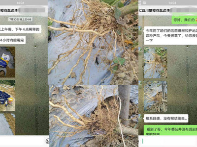 番茄苗预防根结线虫用什么肥料?